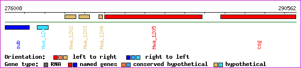gene map