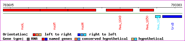 gene map