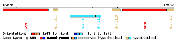 gene map