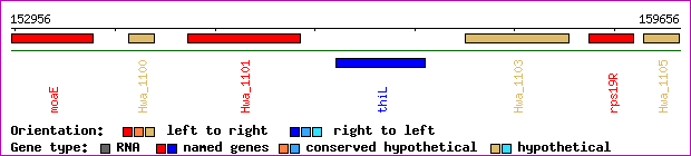 gene map