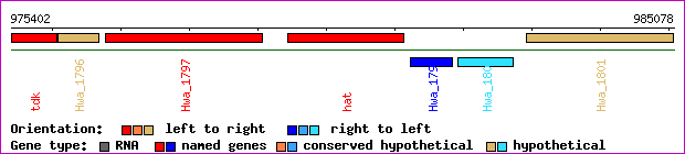 gene map