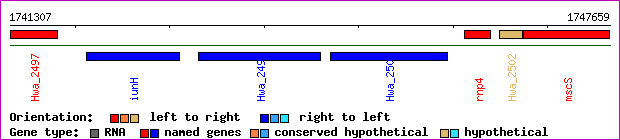 gene map
