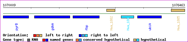 gene map