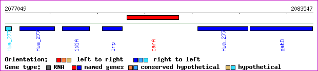 gene map