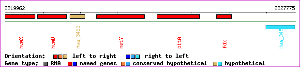 gene map
