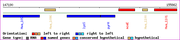 gene map