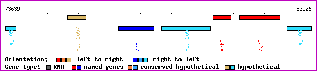 gene map