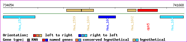 gene map