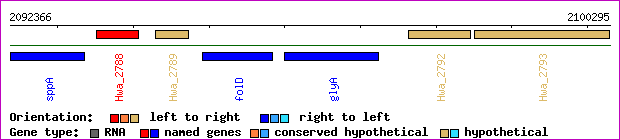 gene map