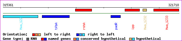gene map