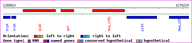 gene map