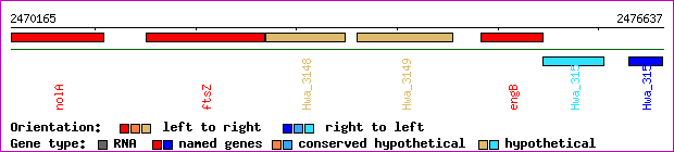 gene map