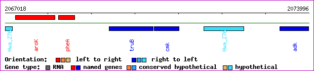 gene map
