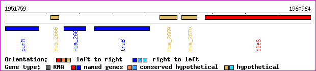 gene map