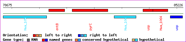 gene map