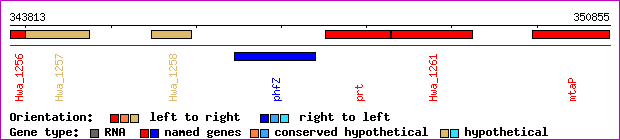 gene map