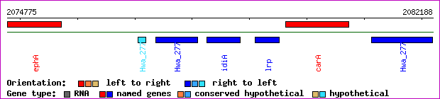 gene map