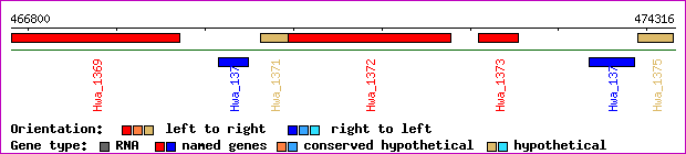 gene map