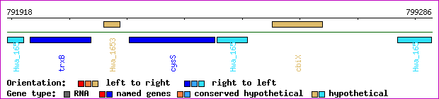 gene map