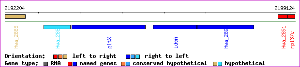gene map