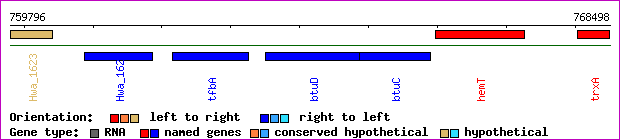 gene map