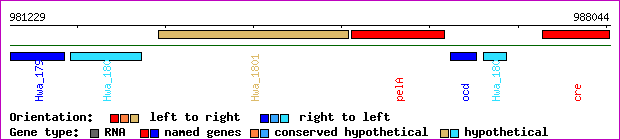 gene map