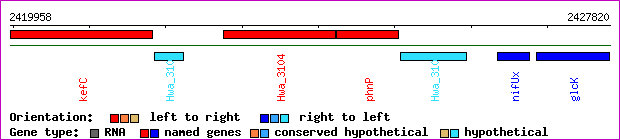 gene map