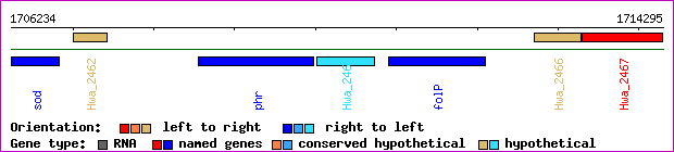 gene map