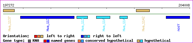 gene map