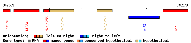 gene map