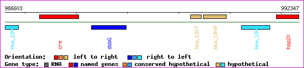 gene map