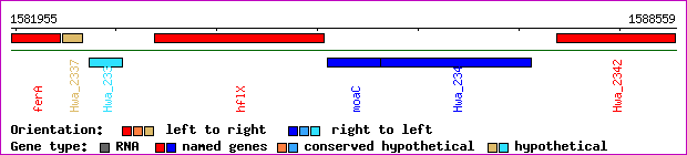 gene map