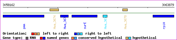 gene map