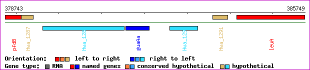 gene map