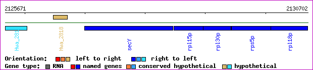 gene map
