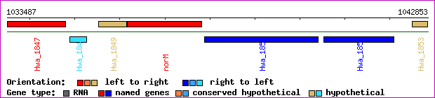 gene map