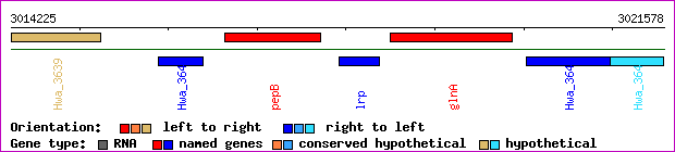 gene map