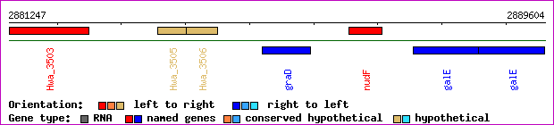 gene map