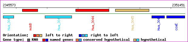 gene map