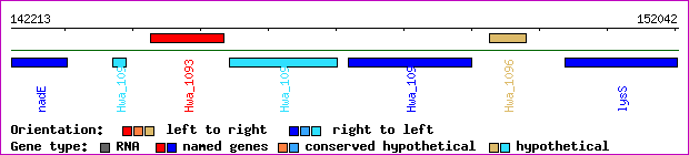 gene map