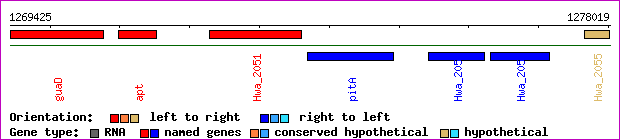 gene map