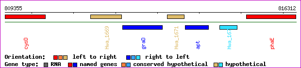 gene map