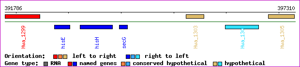 gene map