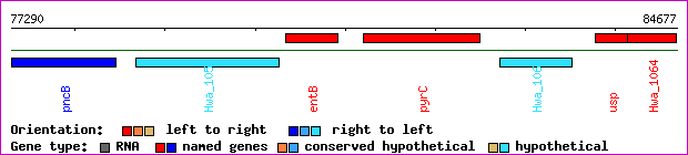 gene map