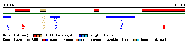 gene map