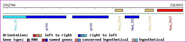 gene map