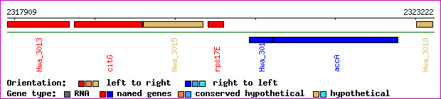 gene map