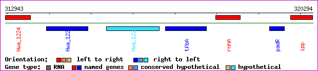 gene map