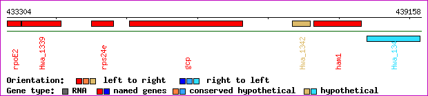 gene map