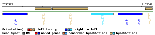 gene map